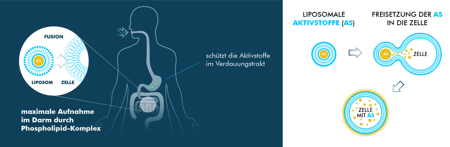 Actinov Graphic describing how liposomes behave in the digestive tract and are absorbed by the body